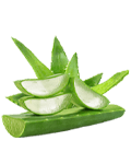 Aloe Vera Aloe Vera