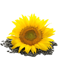 Sun Flower Seeds Sun Flower Seeds