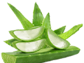 Aloe Vera Aloe Vera