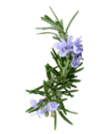 Rosemary