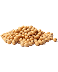 Soya Seeds